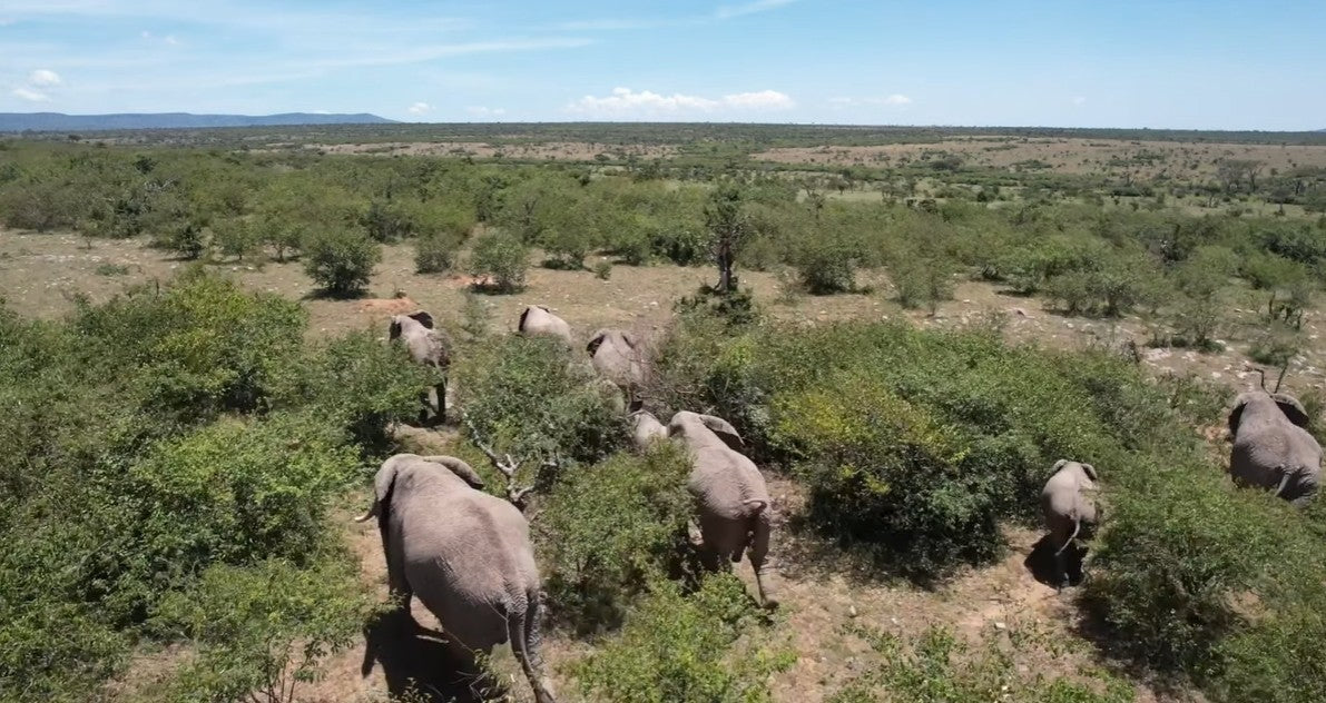 Drones Revolutionize Wild Elephant Conservation in East Africa