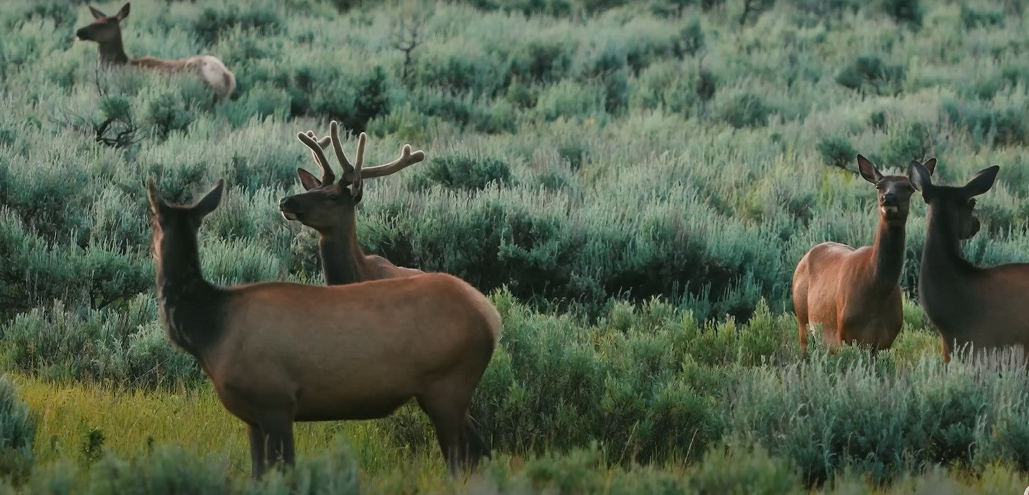 Drones in Wildlife Photography